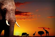 Palm Travel Services