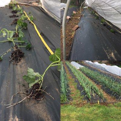 Homeplate Garden Coaching