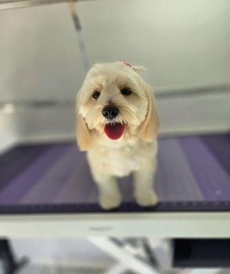 Bark and Sparks Mobile Grooming