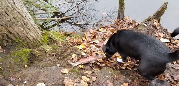 University Lake Dog Park
