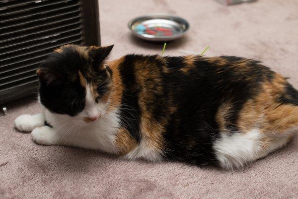 Braun Veterinary Housecalls