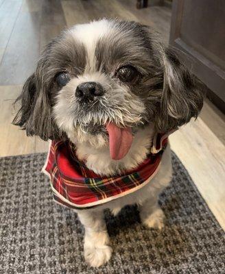 Barks & Bubbles Pet Grooming