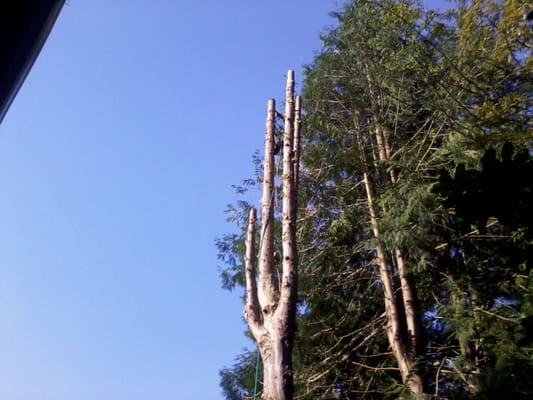 Clear View Tree & Hedge Service