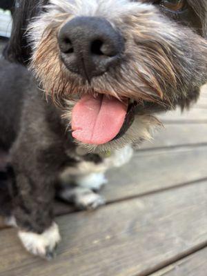 Dogwoods Canine Play and Stay