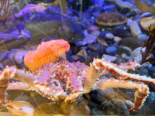 Kodiak Laboratory Aquarium & Touch Tank