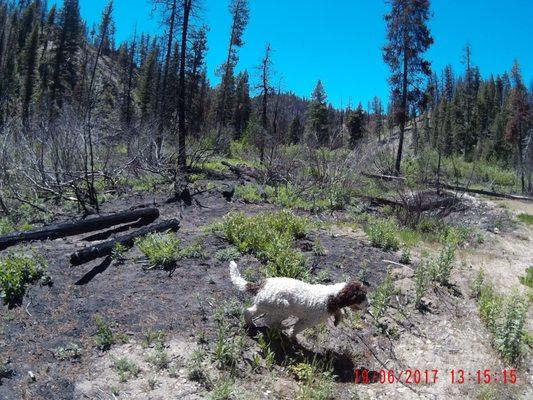 Cliff's Dog Grooming