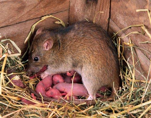 Rocky Mountain Pest Control