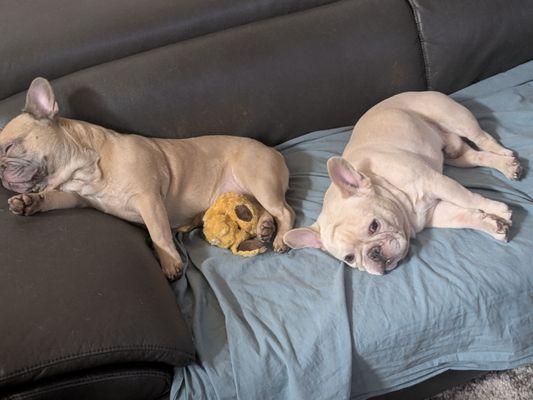 My boys Smiled when I got home today Happy Halloween & A terrific Holiday!