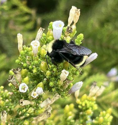 Bumble bees busy pollinating