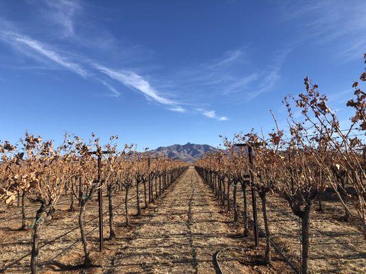 beautiful vineyard