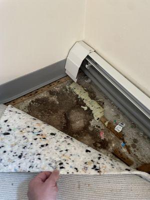 Queen Anne's Gate Apartments