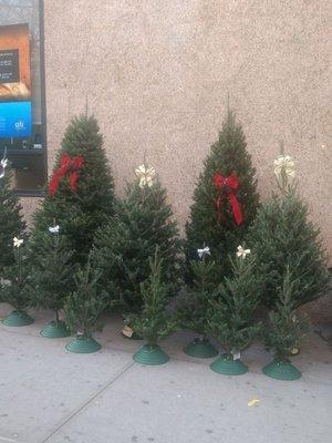 Get a load of Ben's Personal Christmas Picks!
These beauties and many more are waiting to warm your home for the holidays.