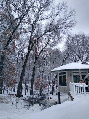 Qualified Lumberjack