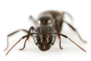 Weiner Pest Services