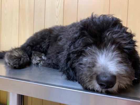 The Dood, waiting for his microchip