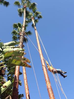 Skinning palms