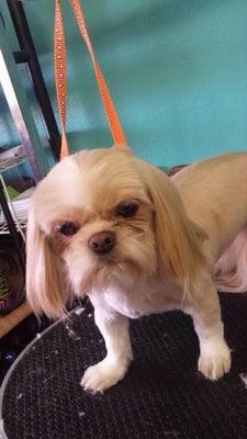 Dog Gone Cute Pet Salon