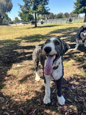 Busy Bodies Dog Walking