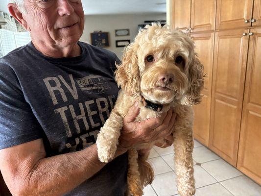 Bonita Dog Grooming Bonita Ca: Top Pampering Services