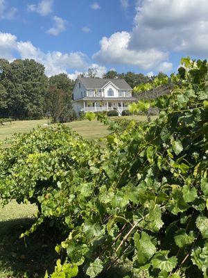 Sugar Hill Berry Farm