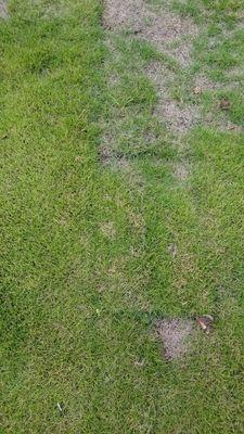 That's my front yard.