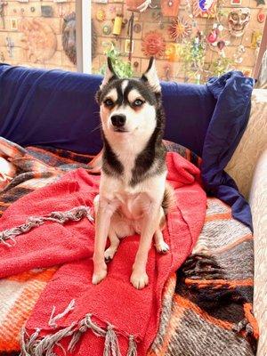 Placentia Veterinary Clinic