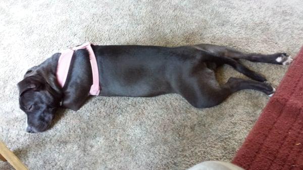 Brown David L Dr DVM