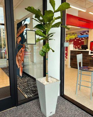 Indoor plant design and maintenance services available in Tyler and surrounding areas. Call (903) 392-6655 for a free estimate.