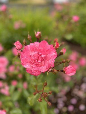 Rose at train station