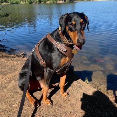 Rim Forest Animal Hospital