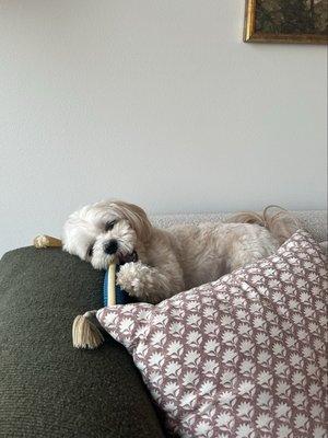 Cedar Creek Pet Resort