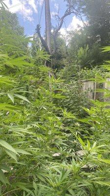 Green Sugar Leaf Farms