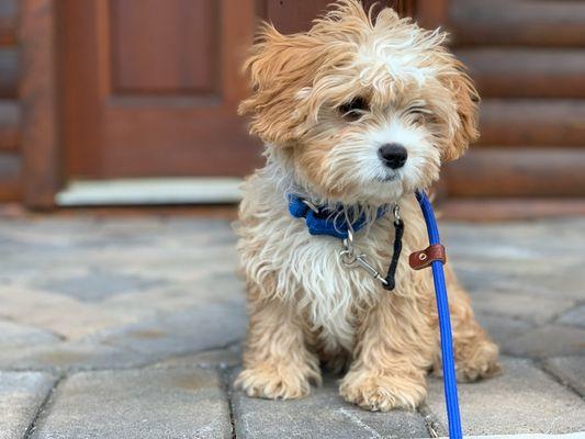 Pack Leader Dog Cares Services