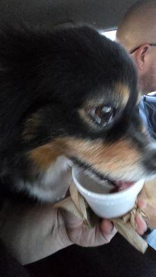 Vanilla milkshake 10/10