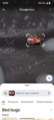 Bed bug found in room #123 at Comfort Inn