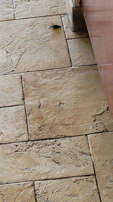 The guy checking in before us.