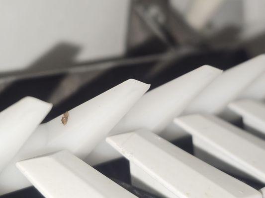 Roaches in the ice maker and line.