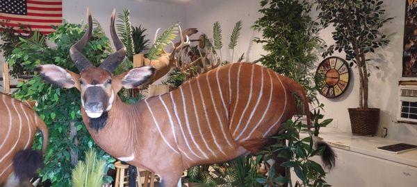 Central Flyway Taxidermy