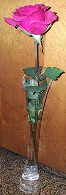 Beautiful single rose