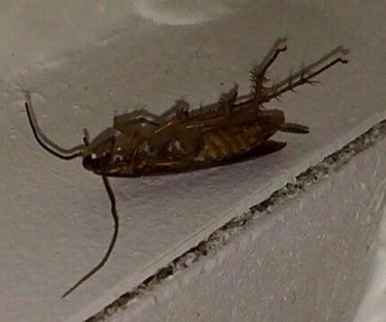 Blatella Germanica aka. "The German Cockroach".