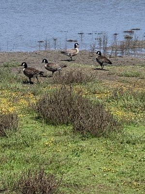 Lots of Canadian geese today