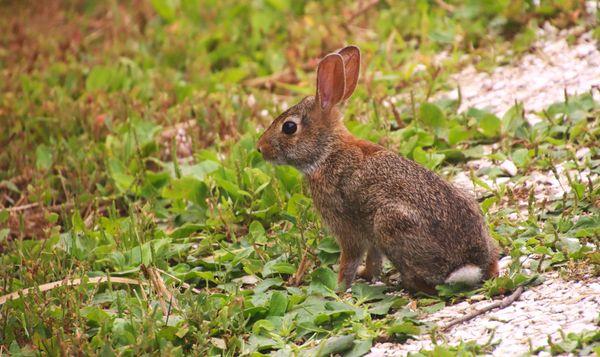 Lido Beach Passive Nature Area