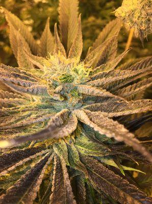 The Source+ - Pahrump