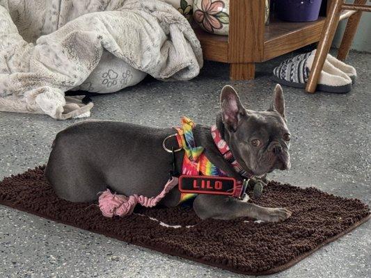 Manners For Your Mutts