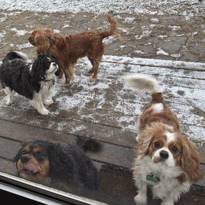 Caseville Small Animal Clinic