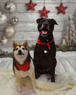 Shaggy 2 Chic Pet Salon