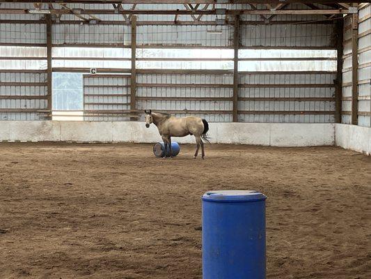 Amythyst Preformance Horses