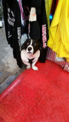 Beaks and Tails Pet Sitting