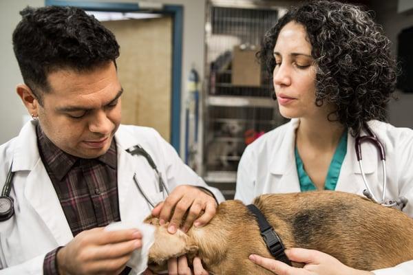 Bensonhurst Veterinary Care