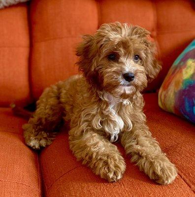 Animal Lovers Pet Salon